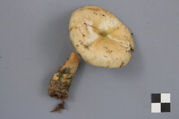 Lactarius deterrimus image